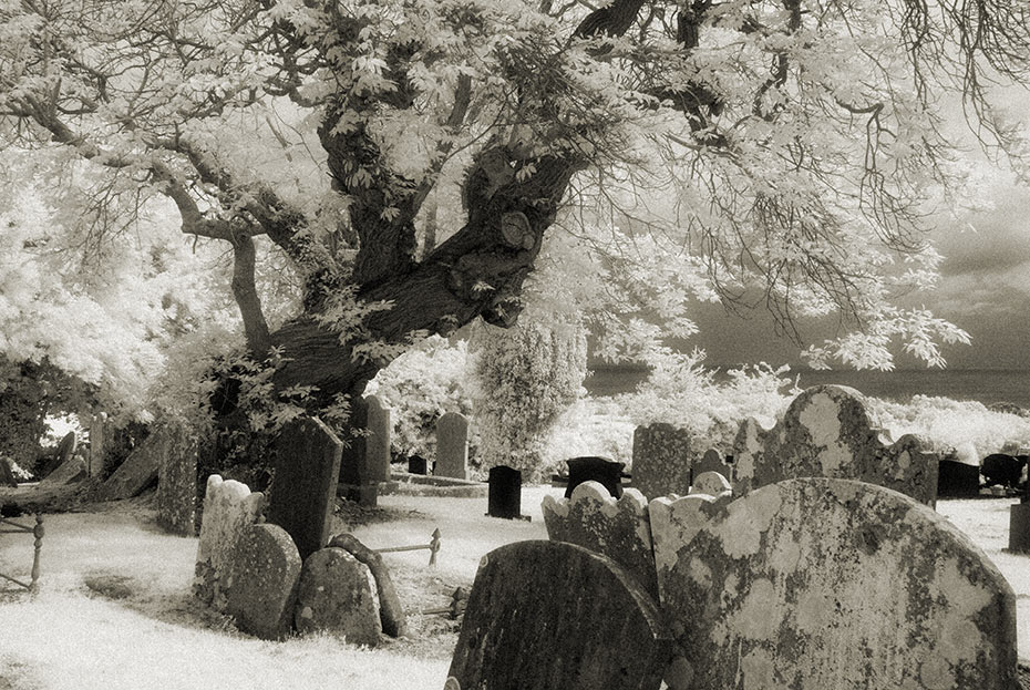  Spanish Chestnut Tree at St Patrick's Church - Cairncastle