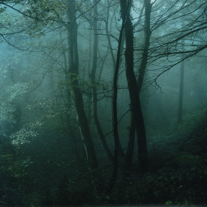 Cavehill Trees