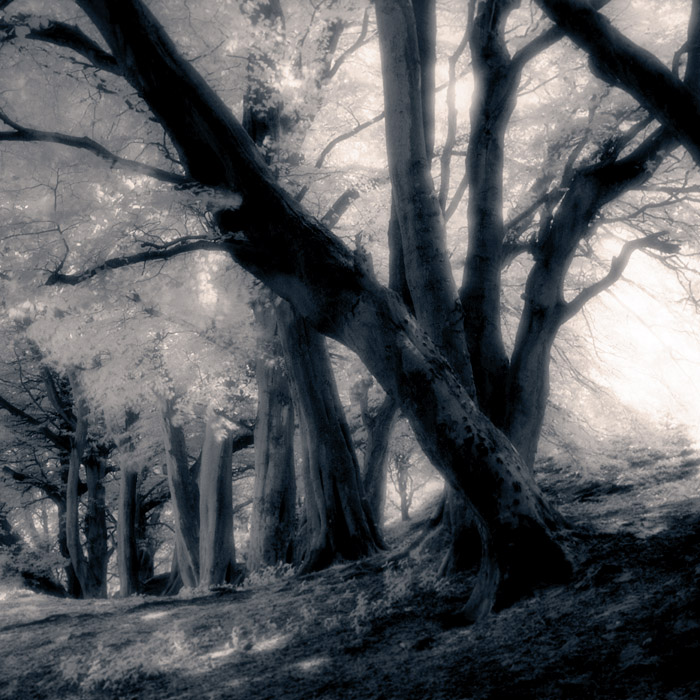 cavehill-trees-2