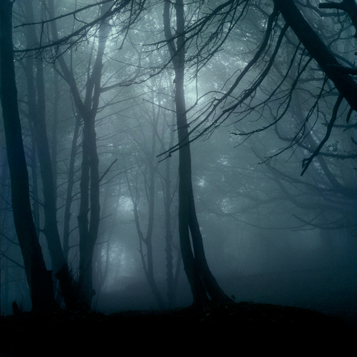 cavehill-trees-fog-1