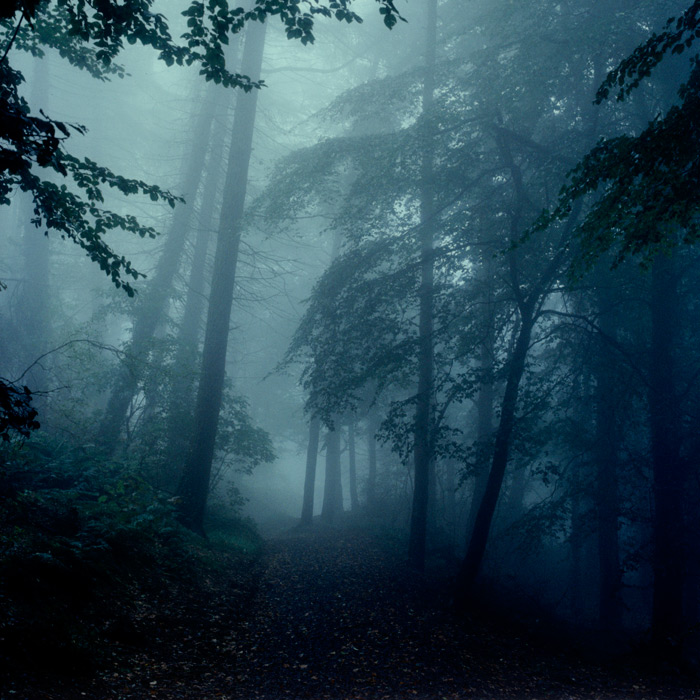 cavehill-trees-fog-2