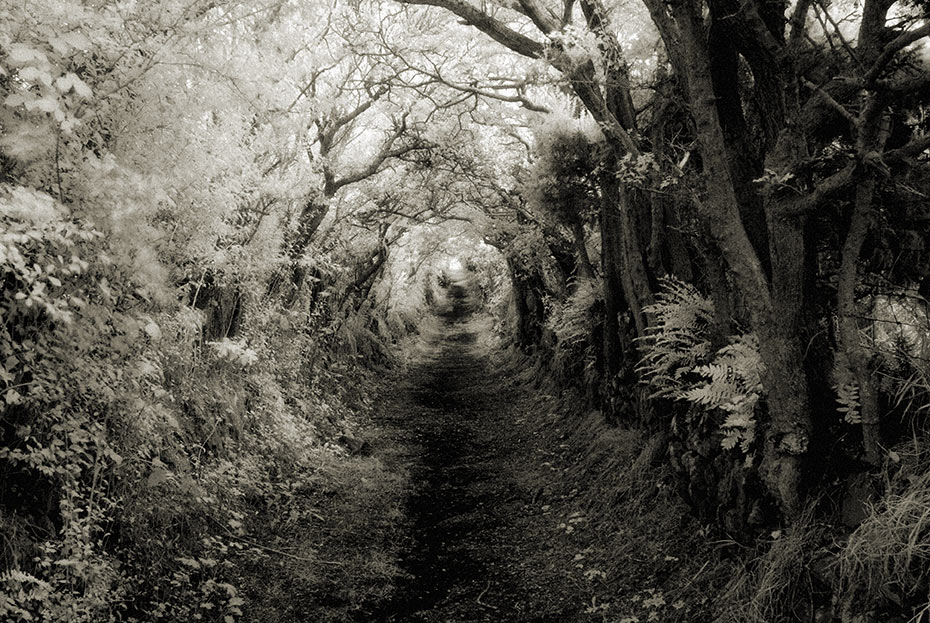 The enchanted path