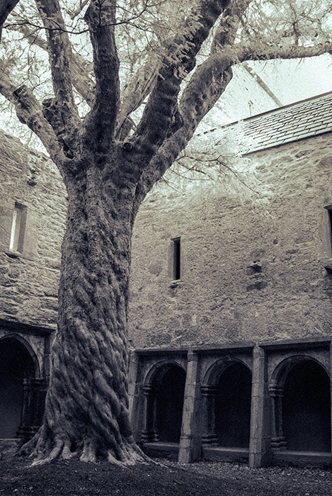 Muckross Friary