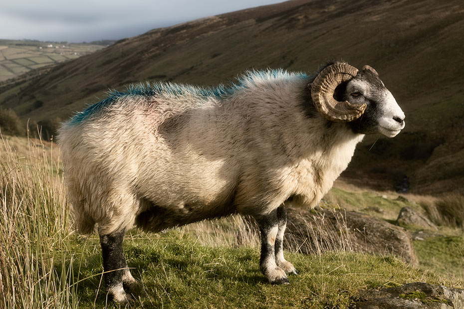 Glenaan sheep