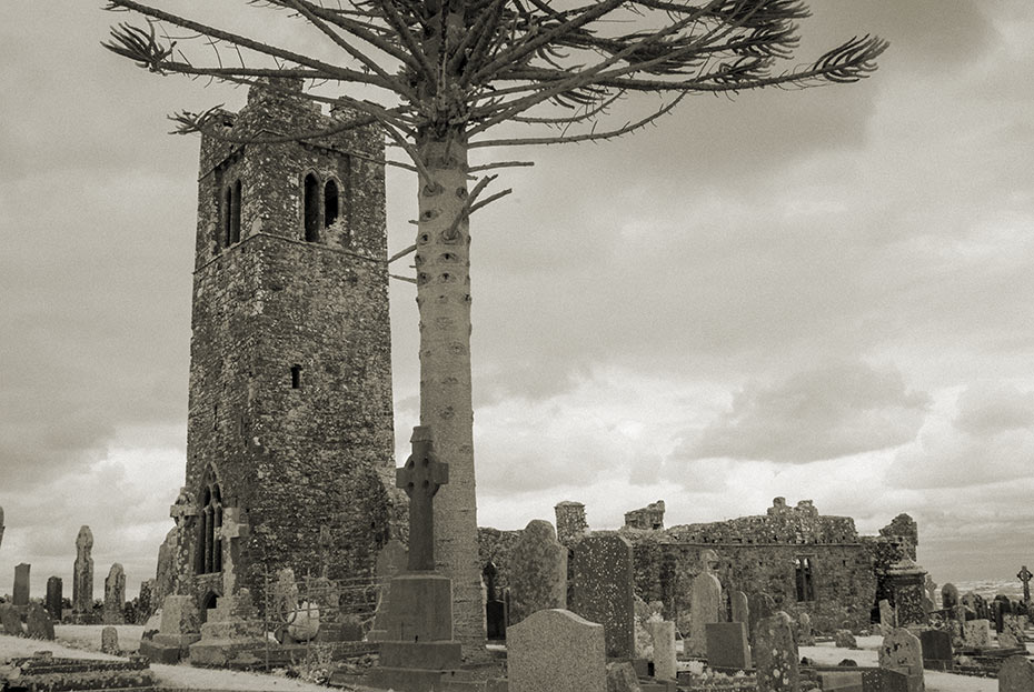 Hill of Slane - Chilean pine tree