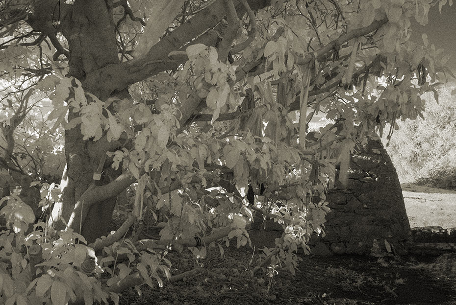 Rag Tree at St Brigid's Well