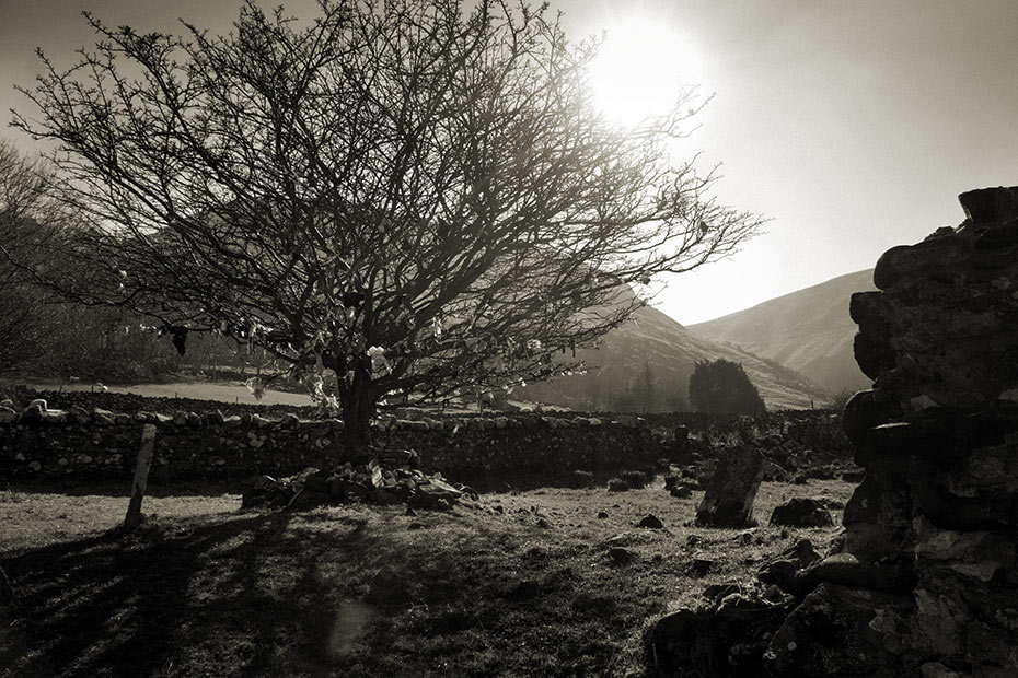 Ardclinis Fairy Tree